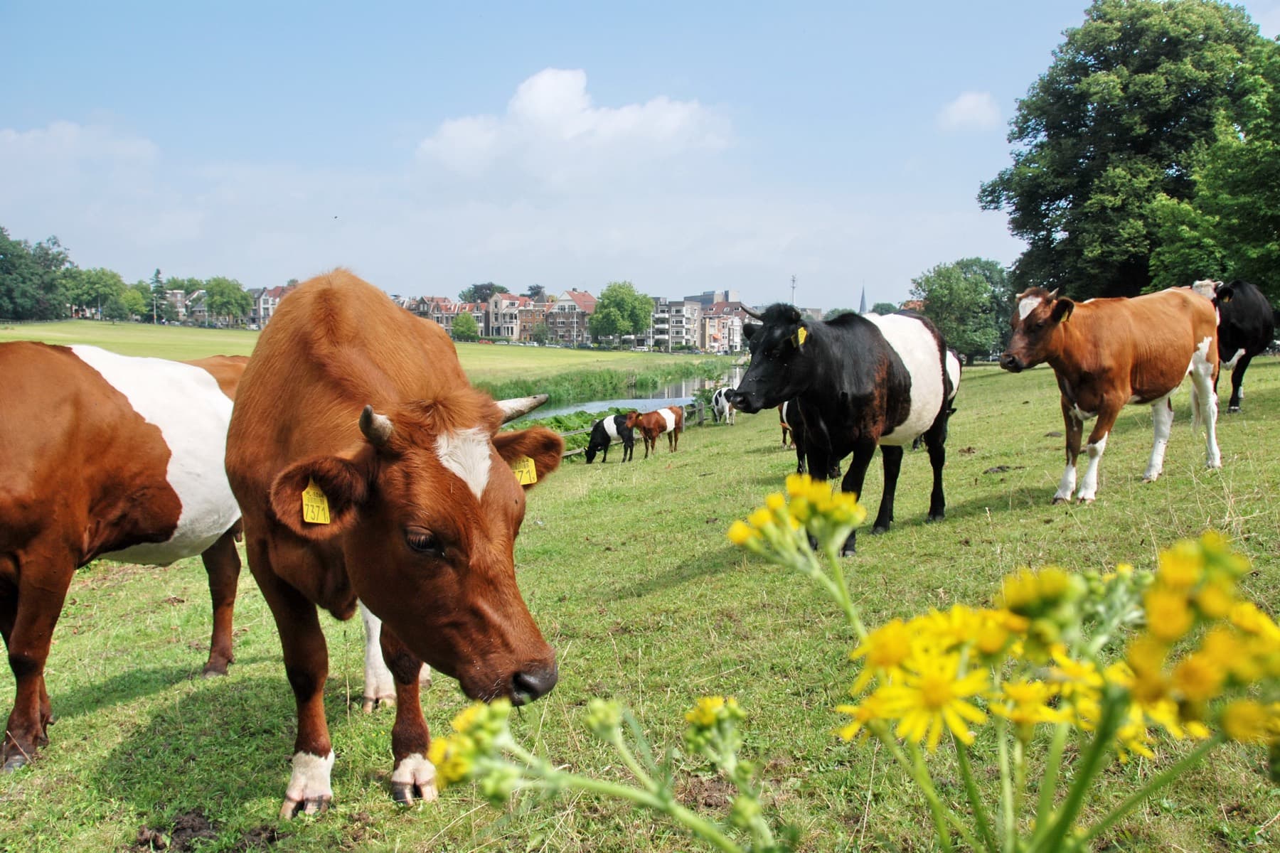 Lakenvelder- en roodbonte koeien in een weide, met op de achtergrond de huizen van een Nederlandse stad