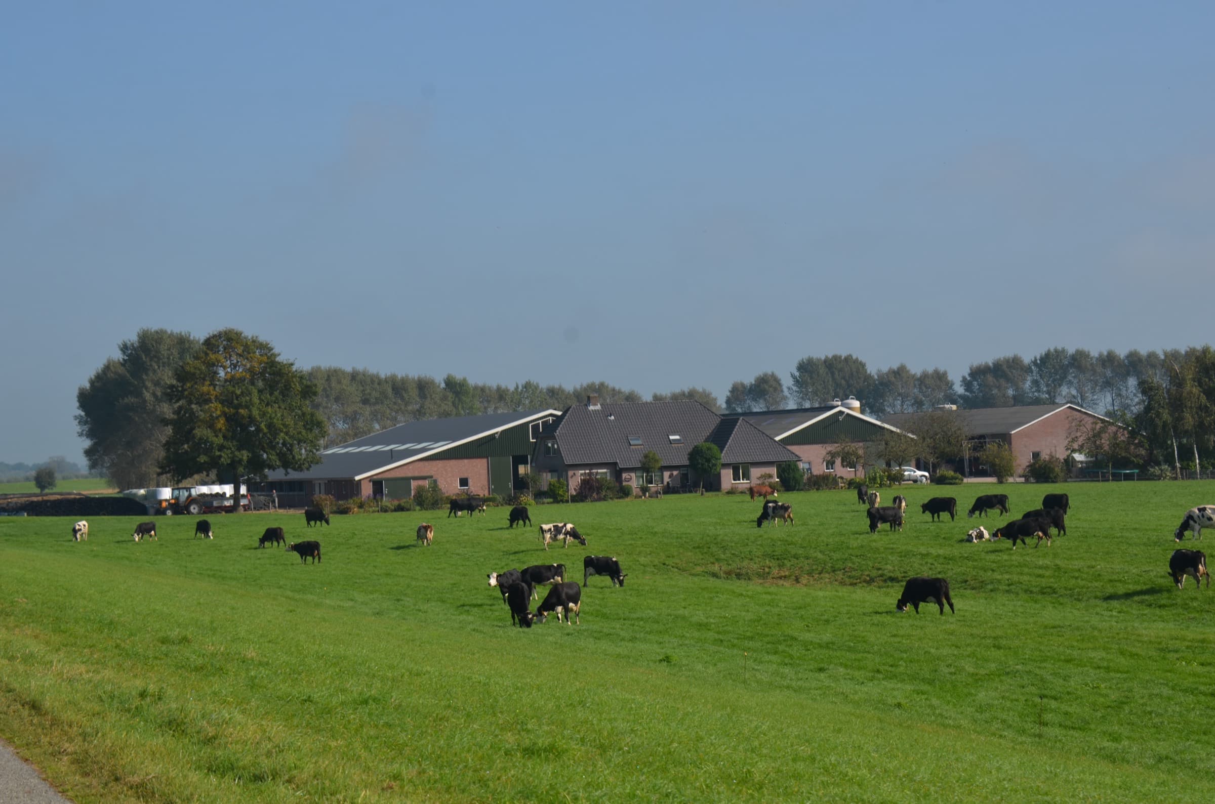 Melkveebedrijf in een Nederlands weidelandschap, met koeien in de wei en een rij bomen aan de horizon
